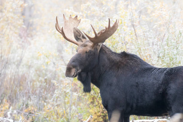istock BULL MOOSE IN AUTUMN COLORS STOCK IMAGE 804731966