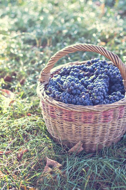 istock Dark grapes in a basket. Grape harvesting. 804732092