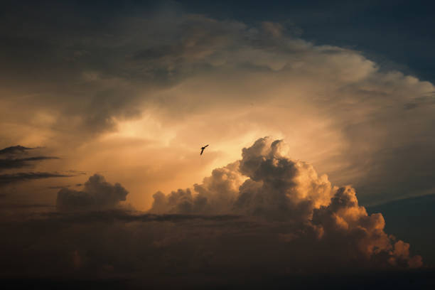 Blue sky with white and blue, and pink clouds. Clear sky. Bird in the sky