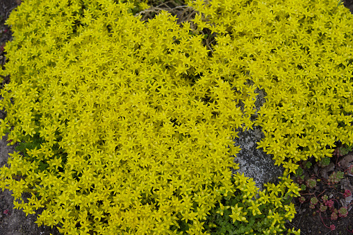 yellow Sedum acre in garden