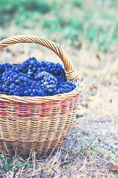 istock Dark grapes in a basket. Grape harvesting. 804747396