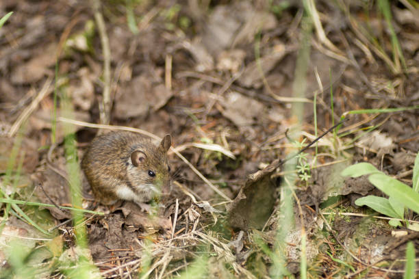 istock Wild wood mouse resting on the forest floor 804753738