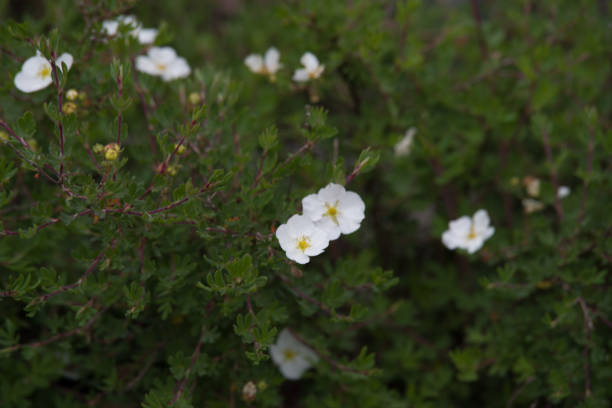 istock Potentilla fruticosa Sandved 804753884