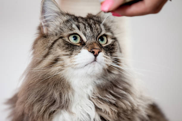 istock Cute Tabby Siberian Cat Resting on Cat Tree 804754308