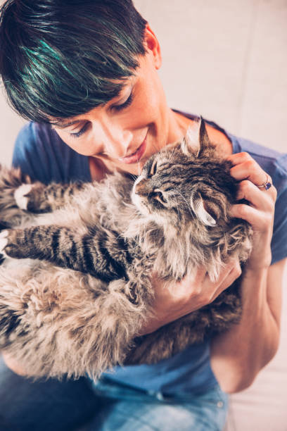 istock Love Between Woman And Her Adorable Siberian Cat 804754372