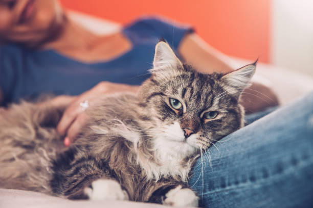 kvinnan och hennes sibiriska katt avkopplande på soffa - sibirisk katt bildbanksfoton och bilder