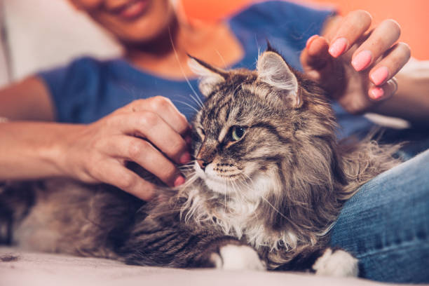istock Woman And Her Siberian Cat Relaxing On Sofa 804756422