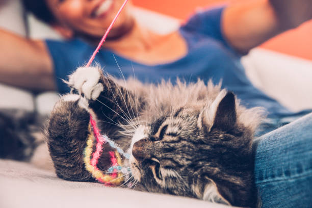 istock Playful Siberian Cat Enjoying Playing On Sofa With Her Owner 804756442