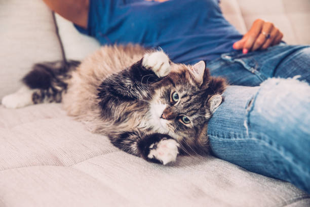 istock Playful Siberian Cat Enjoying Playing On Sofa With Her Owner 804756466
