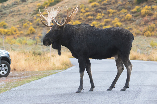 Bull moose crossing ashalt road with car