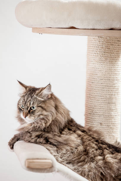 istock Cute Tabby Siberian Cat Resting on Cat Tree 804758112