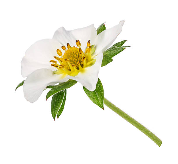 istock strawberry flower isolated on white 804764090