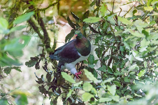 Kereru also called Wood pigeon or New Zealand pigeon in forest of New Zealand.