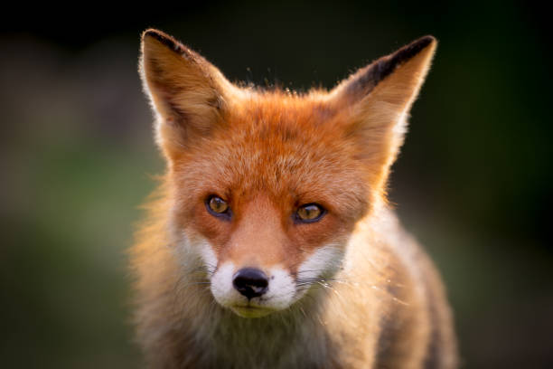 istock Red fox near HIrtshals 804767424