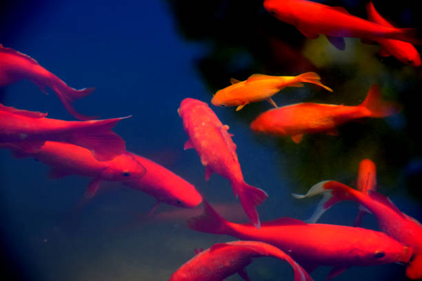 istock Koi fish in the clear water 804774518
