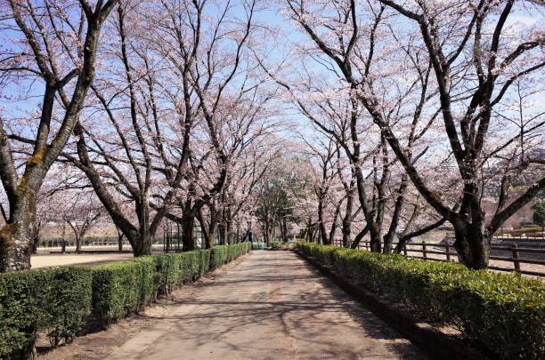 The cherry blossoms road in the park stock photo