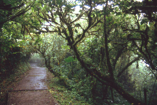 Nature trail through moss-covered trees in Monteverde cloud forest Costa Rica Central America
