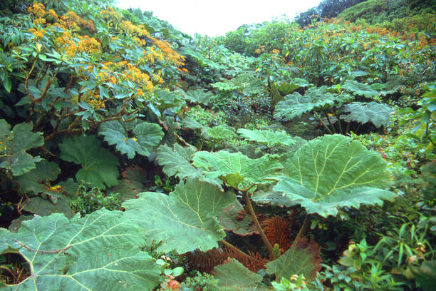 istock Dense vegetation on cloud forest ridge exposed to Atlantic Winds in Monteverde Park Costa Rica Central America 804779922