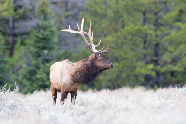 istock BULL ELK IN SAGEBRUSH MEADOW STOCK IMAGE 804780506