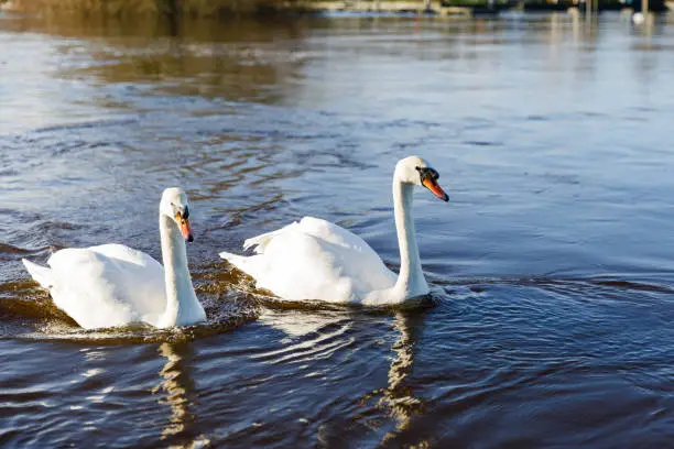 Photo of beautiful white swans on the river