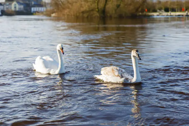 Photo of beautiful white swans on the river