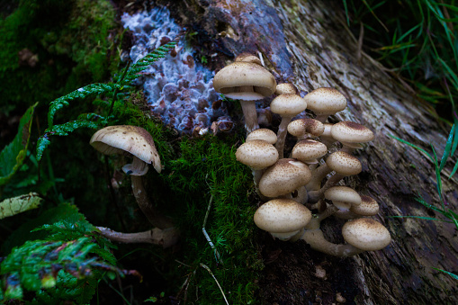 Small mushrooms in Forest