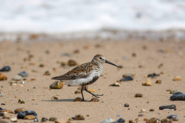 istock Dunlin shore bird walking on the beach. Coastal seaside bird life. 804783424