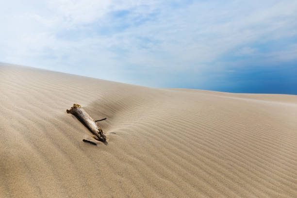 The wandering dune Rabjerg MileBeach at the little village Aalbæk near Skagen in the area of Kattegat