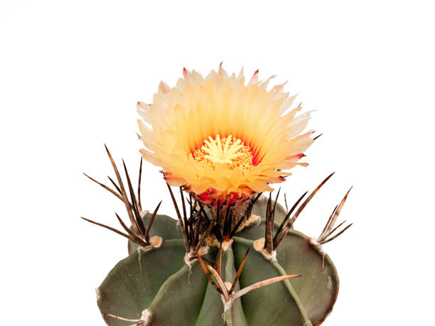 istock Astrophytum mytostigma blooms in orange, isolated 804786310