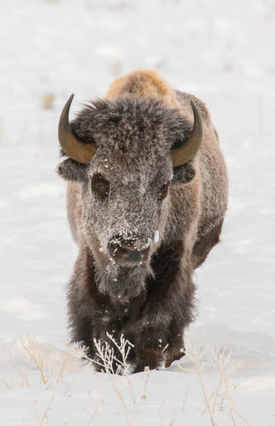 BISON IN DEEP SNOW STOCK IMAGE stock photo