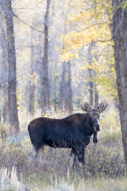 istock BULL MOOSE IN AUTUMN COLORS STOCK IMAGE 804788802