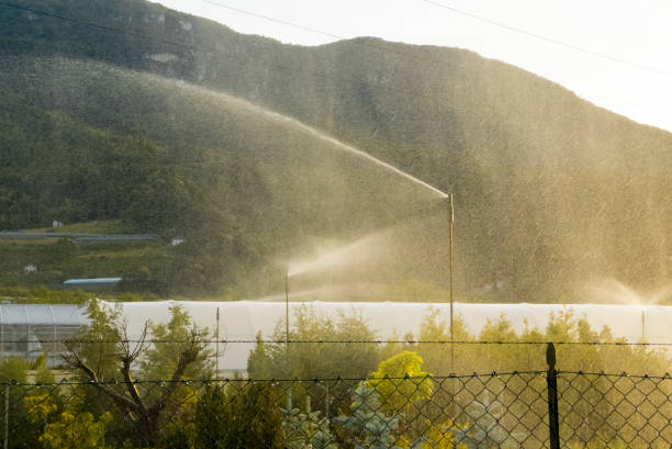 Irrigation system of plants during sunset