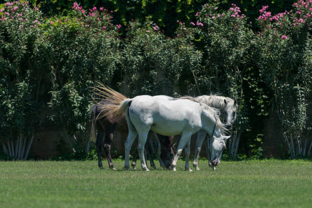 Horses in a pasture in spring in France.