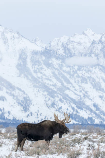 istock BULL MOOSE IN AUTUMN COLORS STOCK IMAGE 804793940