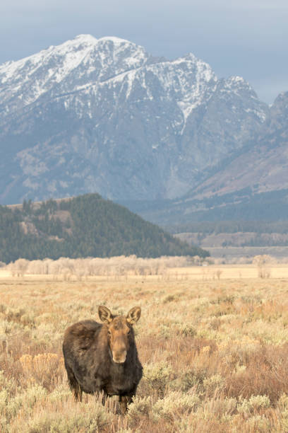 istock BULL MOOSE IN AUTUMN COLORS STOCK IMAGE 804800064