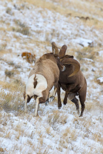 istock BIGHORN SHEEP IN MEADOW STOCK IMAGE 804802338