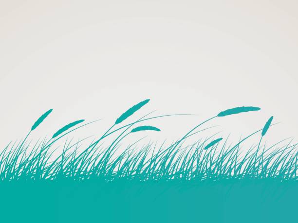 feld hintergrund - wheatgrass stock-grafiken, -clipart, -cartoons und -symbole