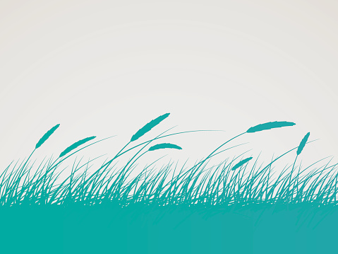 Grass or wheat field silhouette background.