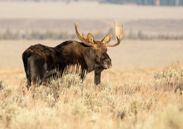 istock BULL MOOSE IN AUTUMN COLORS STOCK IMAGE 804802420