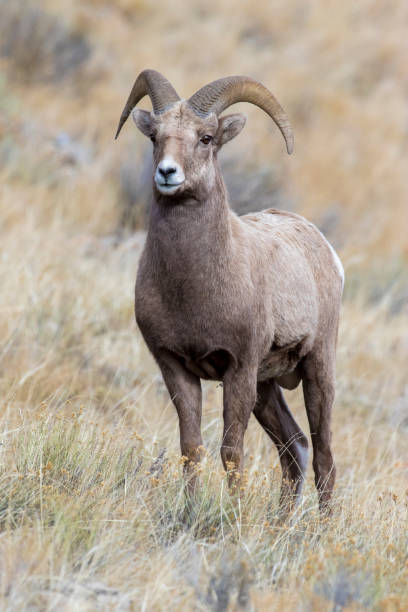 istock BIGHORN SHEEP IN MEADOW STOCK IMAGE 804804938