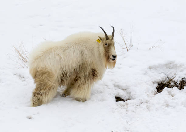 istock MOUNTAIN GOAT IN SNOW, DIRTY STOCK IMAGE 804805212