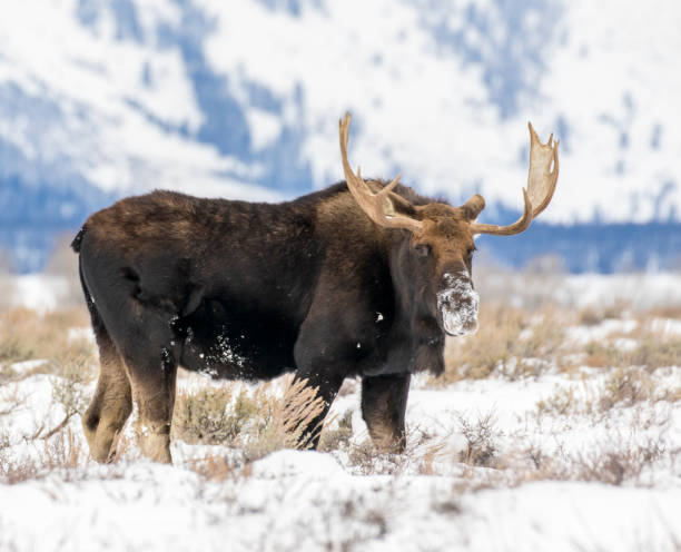 bull moose en automne couleurs stock image - wyoming teton range jackson hole autumn photos et images de collection