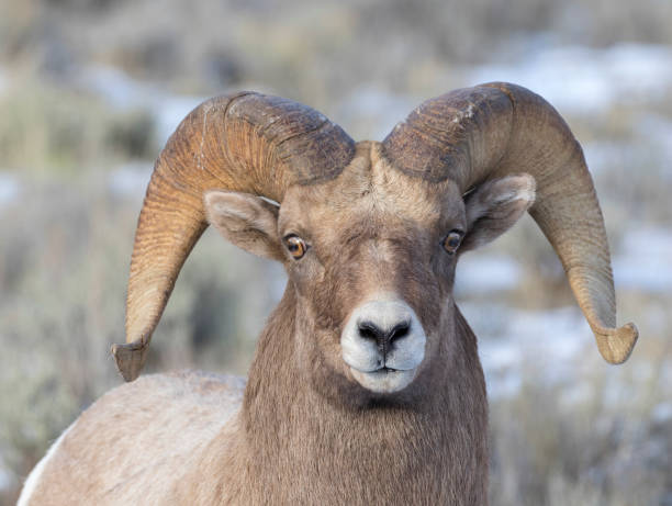 istock BIGHORN SHEEP IN MEADOW STOCK IMAGE 804809766