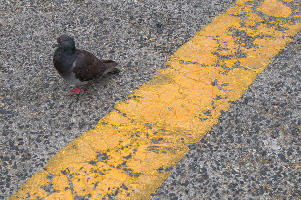 Pigeon on asphalt with yellow line, abstract view.
