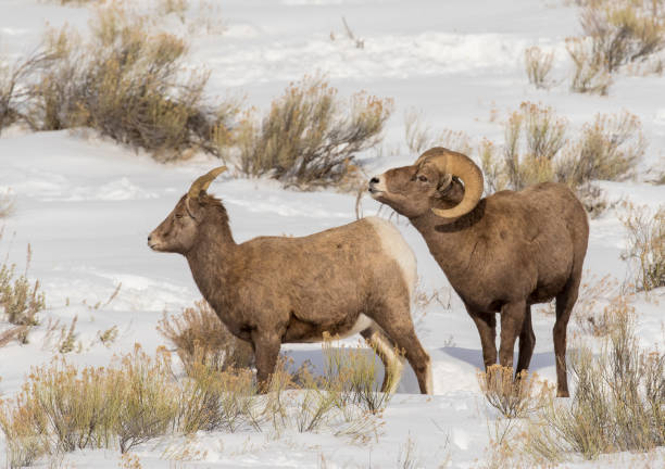 istock BIGHORN SHEEP IN MEADOW STOCK IMAGE 804812328