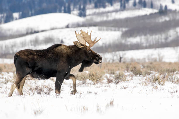 bull moose en automne couleurs stock image - wyoming teton range jackson hole autumn photos et images de collection