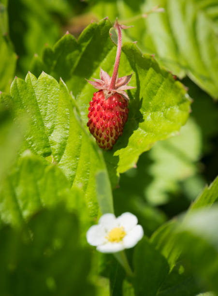 istock Little Strawberry and Strawberry Blossom 804815544