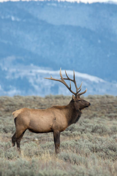 istock BULL ELK DURING RUT IN SAGEBRUSH STOCK IMAGE 804817922