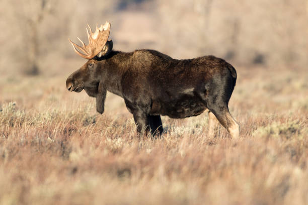 istock BULL MOOSE IN AUTUMN COLORS STOCK IMAGE 804820008