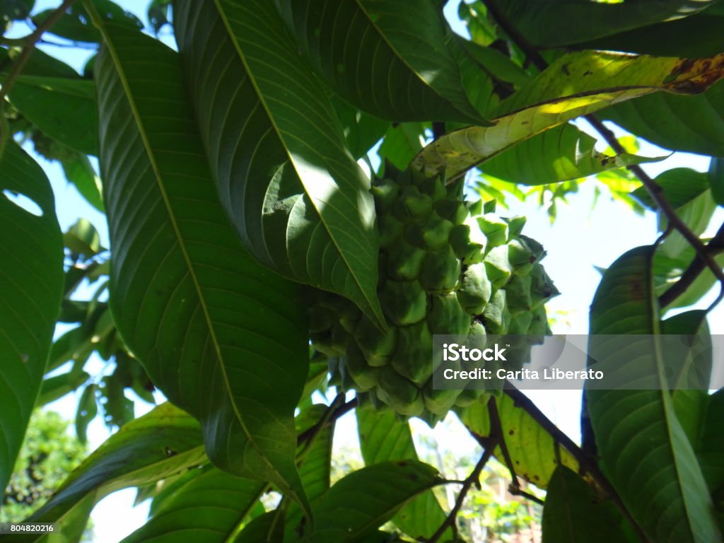 Atemoya - Fruit The atemoya is a hybrid fruit that is obtained through the crossing of the cherimoya (Annona cherimola, Mill) with the pineapple fruit (Annona squamosa, L.), both belonging to the family of anonáceas (the same one of graviola). Biology Stock Photo